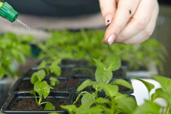Fidan sebze tepsisi üzerinde.