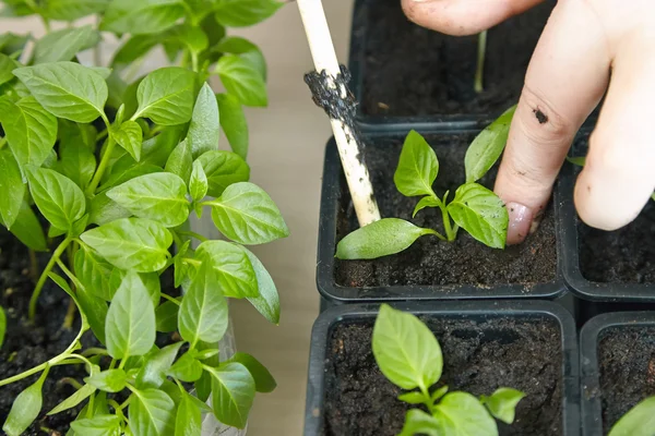 Fidan sebze tepsisi üzerinde.