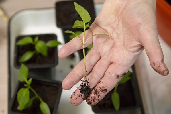 Zaailingen in de plantaardige lade. — Stockfoto