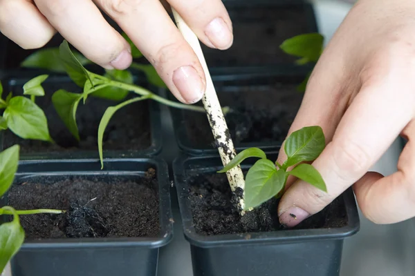 Fidan sebze tepsisi üzerinde.