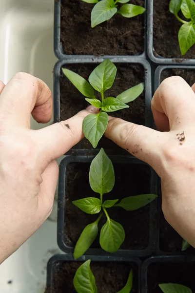 Zaailingen in de plantaardige lade. — Stockfoto