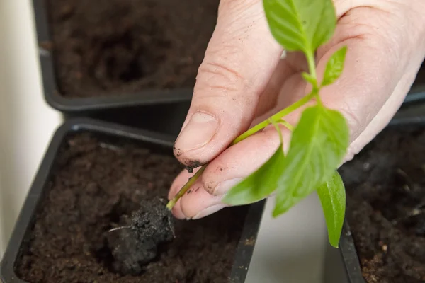 Zaailingen in de plantaardige lade. — Stockfoto