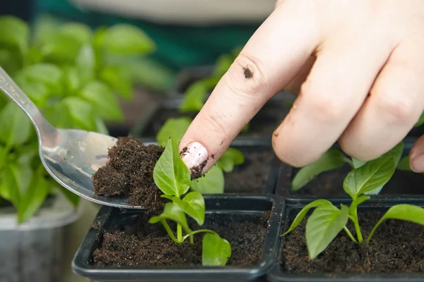 Semis sur le plateau de légumes . Images De Stock Libres De Droits