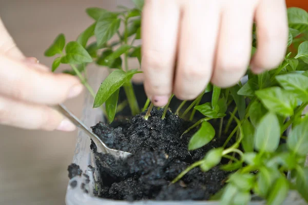 Semis sur le plateau de légumes . Photos De Stock Libres De Droits