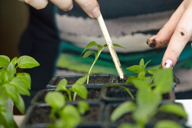 Fidan sebze tepsisi üzerinde.