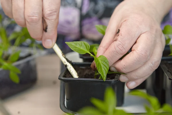 Semis sur le plateau de légumes . — Photo