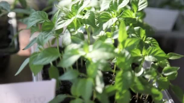 Plántulas en la bandeja de verduras . — Vídeos de Stock