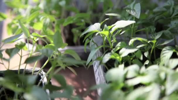 Plántulas en la bandeja de verduras . — Vídeo de stock