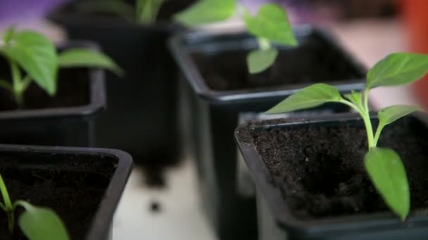 Seedlings on the vegetable tray. — Stock Video