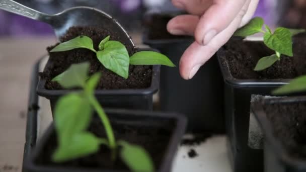 Plántulas en la bandeja de verduras . — Vídeos de Stock