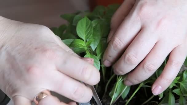 Setzlinge auf dem Gemüsetablett. — Stockvideo