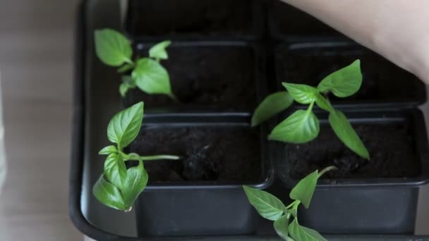 Plántulas en la bandeja de verduras . — Vídeo de stock