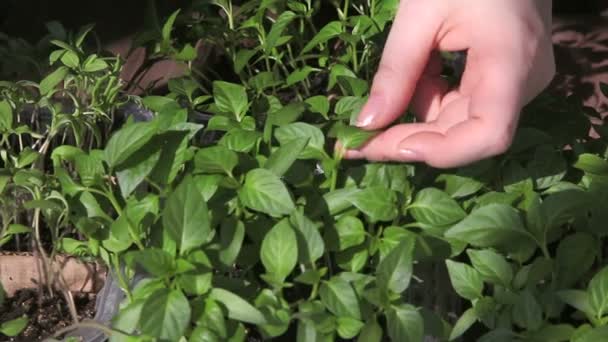 Semis sur le plateau de légumes . — Video