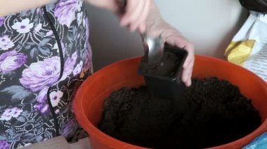 Fidan sebze tepsisi üzerinde.