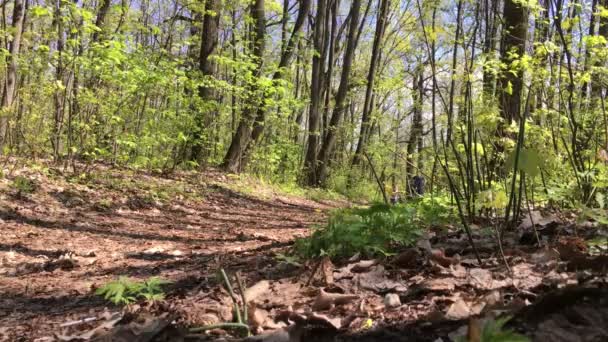 Niño montando una bicicleta a través del bosque — Vídeos de Stock