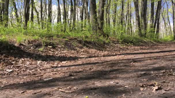 Chica montando una bicicleta a través del bosque — Vídeos de Stock