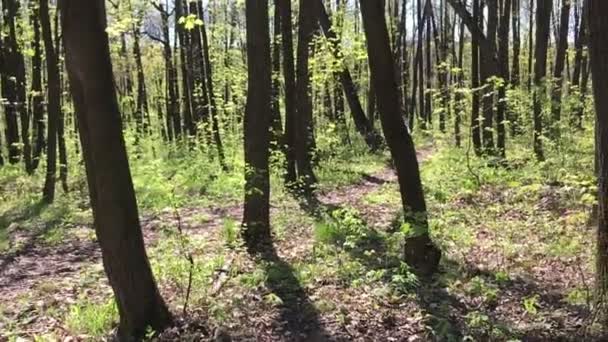 Chico montando rápido una bicicleta en el bosque. Movimiento lento — Vídeos de Stock