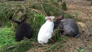 Gri veya kahverengi tavşan yemek yeşil çimen yaz gün