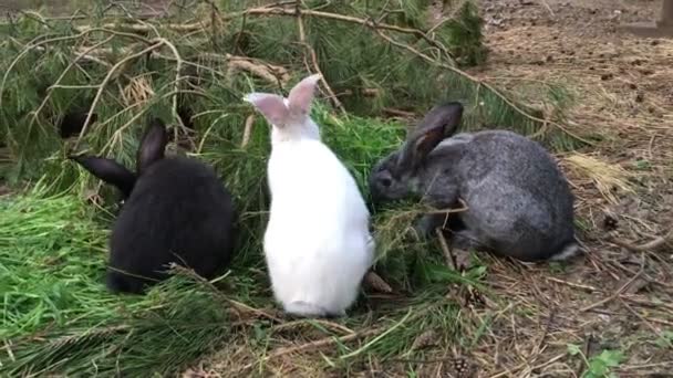 Серый или коричневый кролик ест зеленую траву в летний день — стоковое видео