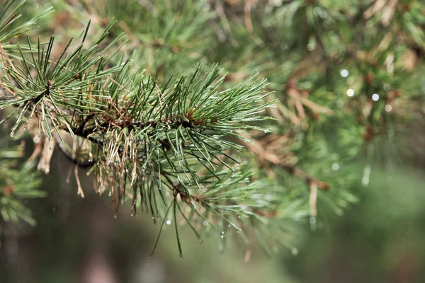 Branch of pine in summer forest — Stock Photo, Image