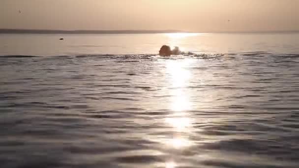 Genç bir kız günbatımında yüzen — Stok video