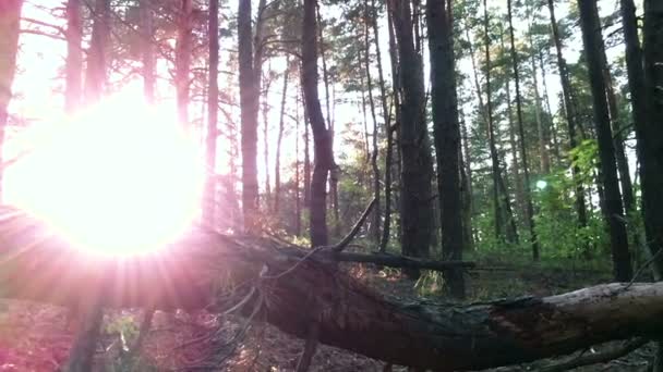 Joven excursionista en el bosque . — Vídeos de Stock