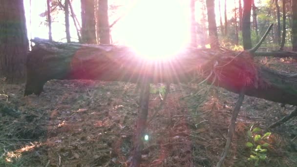 Puesta de sol en bosque de pinos — Vídeos de Stock