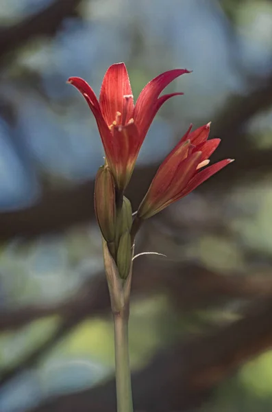 Doğal arka planda Güney Amerika 'ya özgü kırmızı çiçek