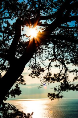 Bir ağacın silueti