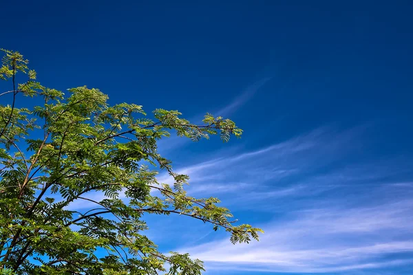 Hoja verde frente al cielo azul —  Fotos de Stock