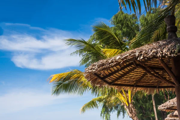 Palmiye ağacı ve şemsiye ile mavi gökyüzü — Stok fotoğraf