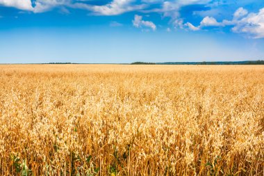 Rural wheat field with blue sky clipart