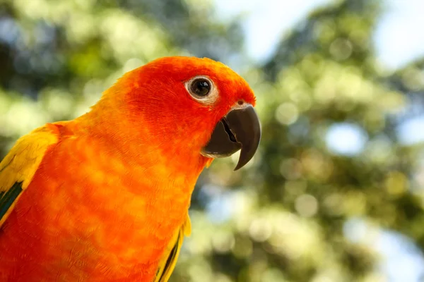 Loro colorido en el parque — Foto de Stock