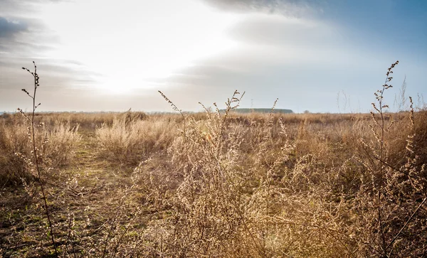 Campo seco em um dia ensolarado de primavera — Fotografia de Stock