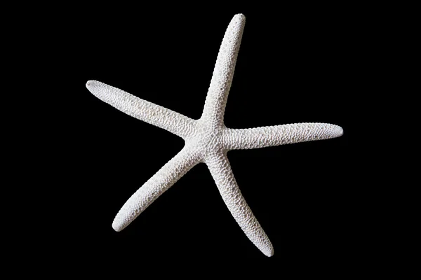 Белые морские звезды — стоковое фото