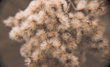 Close-up photo of dried flowers. Soft focus. Natural background.Wallpaper.