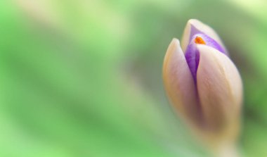 Crocus vernus Spring Crocus. Sarı yapraklı bahar çiçekleri. Yakın plan. Makro.