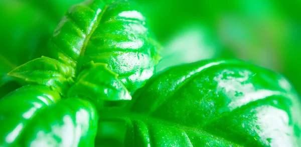 Close-up van verse groene basilicum. Een Macro. Zachte focus. — Stockfoto