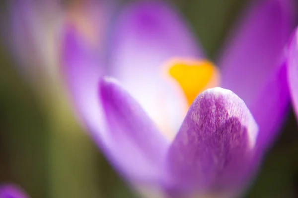 Krokus vernus Spring krokus. Wiosenne kwiaty z fioletowymi płatkami. Zbliżenie. Makro. — Zdjęcie stockowe