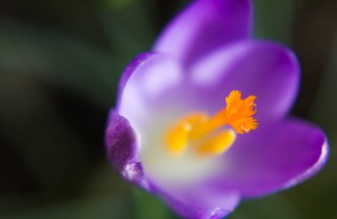 Crocus vernus. Bahar tarlası. Mor yapraklı bahar çiçekleri. Yakın plan. Makro.