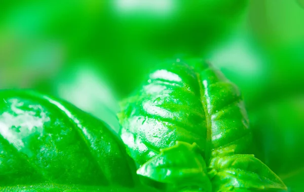 Albahaca Fresca Cerca Fotografía Macro Foco Suave Concepto Alimentación Saludable —  Fotos de Stock