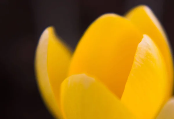 Crocus Vernus 春天的番红花开着黄色花瓣的春花 特写镜头 软聚焦 — 图库照片