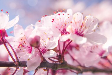Kiraz çiçeği dalı. Bahar pembe çiçekleri. Tasarım için çiçek arkaplanı. Yakın plan. Yumuşak odak.