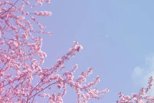 Cherry Blossom Branch Background Blue Sky Spring Pink Flowers Floral — Stock Photo, Image