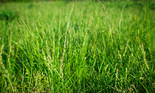緑の草。美しい芝生だ。デザインのための自然な背景。デザインの背景. — ストック写真