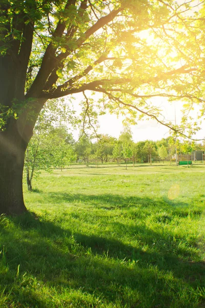公園内の大きな美しい木。木の枝から差し込む陽射しの光線。自然壁紙. — ストック写真