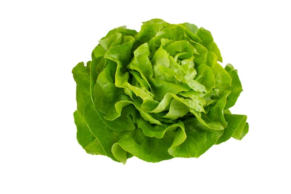 Zelený Salát Butterhead Izolované Bílém Pozadí — Stock fotografie