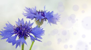 Çiçek çiçeği arkaplanı ve güzel bokeh yakın plan.