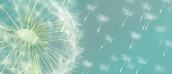 Dandelion Close Soft Focus Beautiful Natural Background Banner — Stock Photo, Image