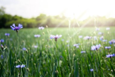 Çiçekli tarla. Doğal arka plan. Tasarım için güzel duvar kağıdı.
